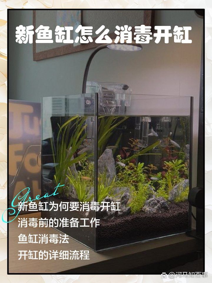 新缸消毒后多久可以養(yǎng)龜增色龍魚？