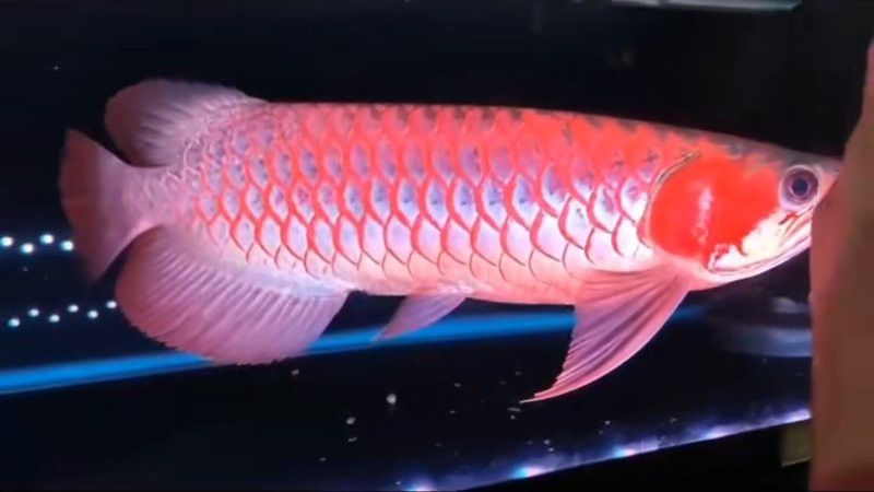 白玉紅龍魚詳細介紹