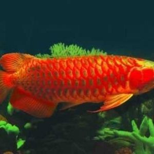 金龍魚青眼珠好看嗎【金龍魚青眼珠好看嗎金龍魚青眼珠好看嗎】