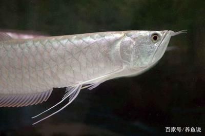 觀賞銀龍魚多少錢一條（觀賞魚銀龍魚價格信息：銀龍魚價格與其尺寸有關系）