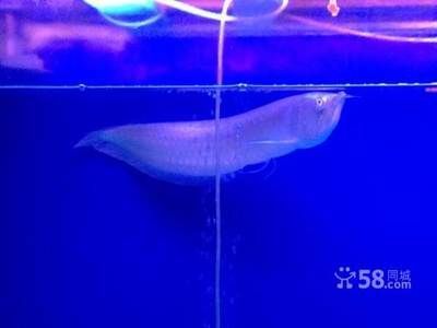 觀賞銀龍魚多少錢一條（觀賞魚銀龍魚價格信息：銀龍魚價格與其尺寸有關系）