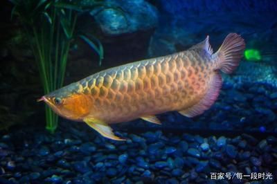 觀賞銀龍魚多少錢一條（觀賞魚銀龍魚價格信息：銀龍魚價格與其尺寸有關系）