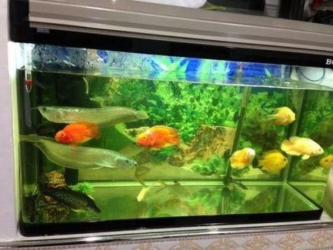 銀龍魚幼魚的飼養方法圖片
