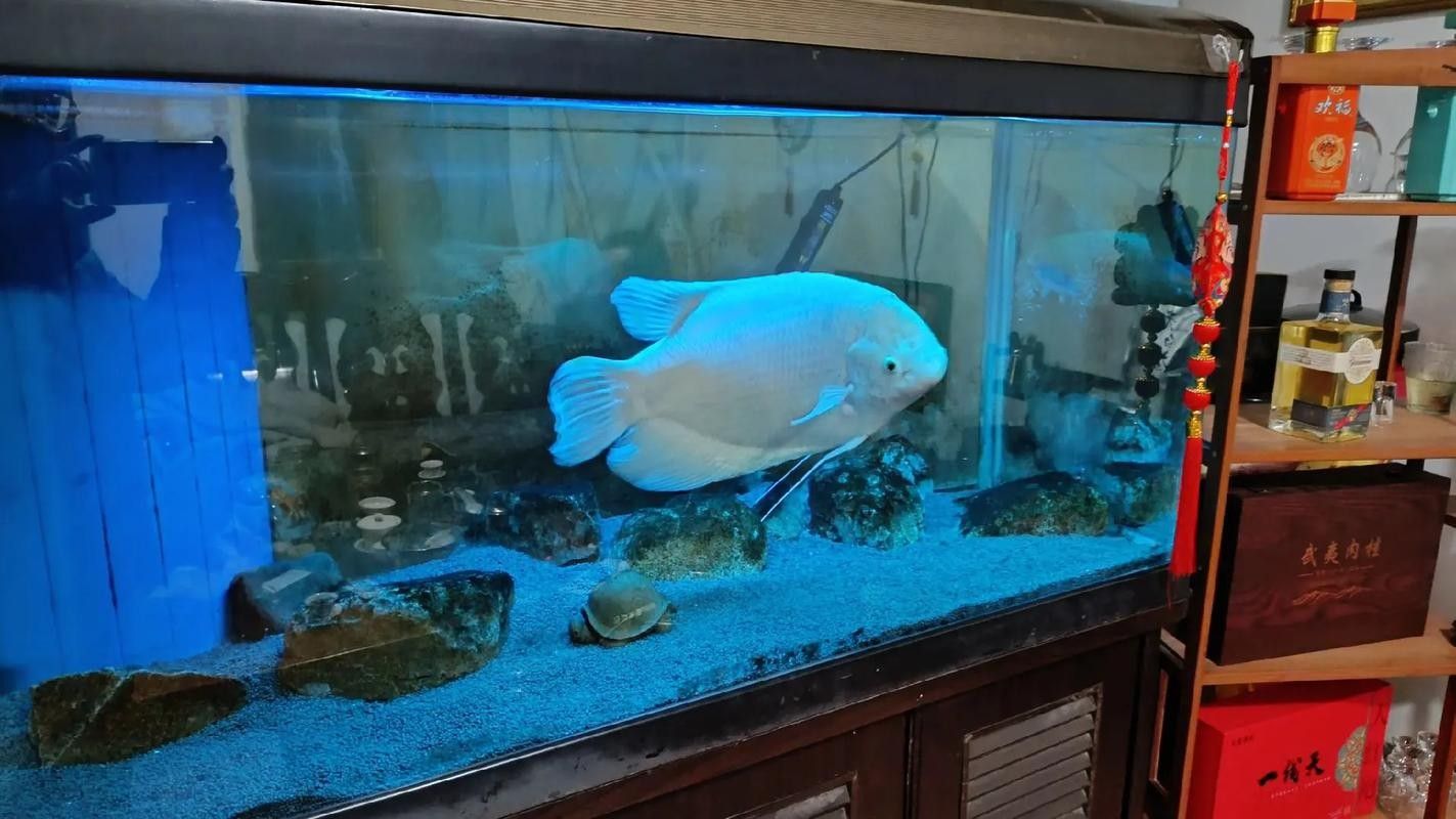 銀龍魚幼魚的飼養方法圖片