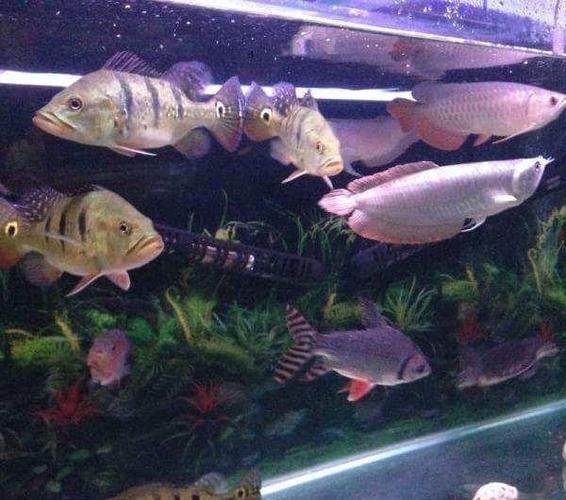 銀龍魚幼魚的飼養方法圖片