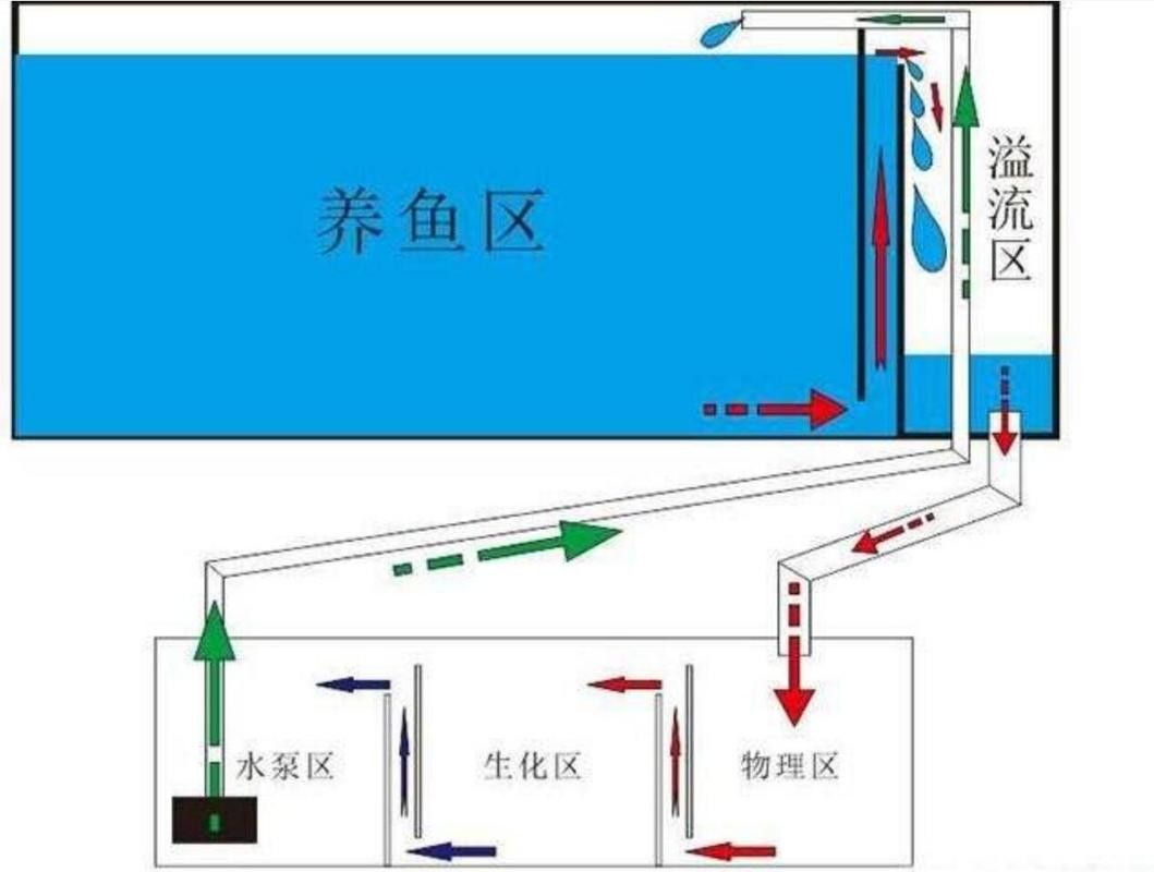 銀龍魚幼魚的飼養方法圖片