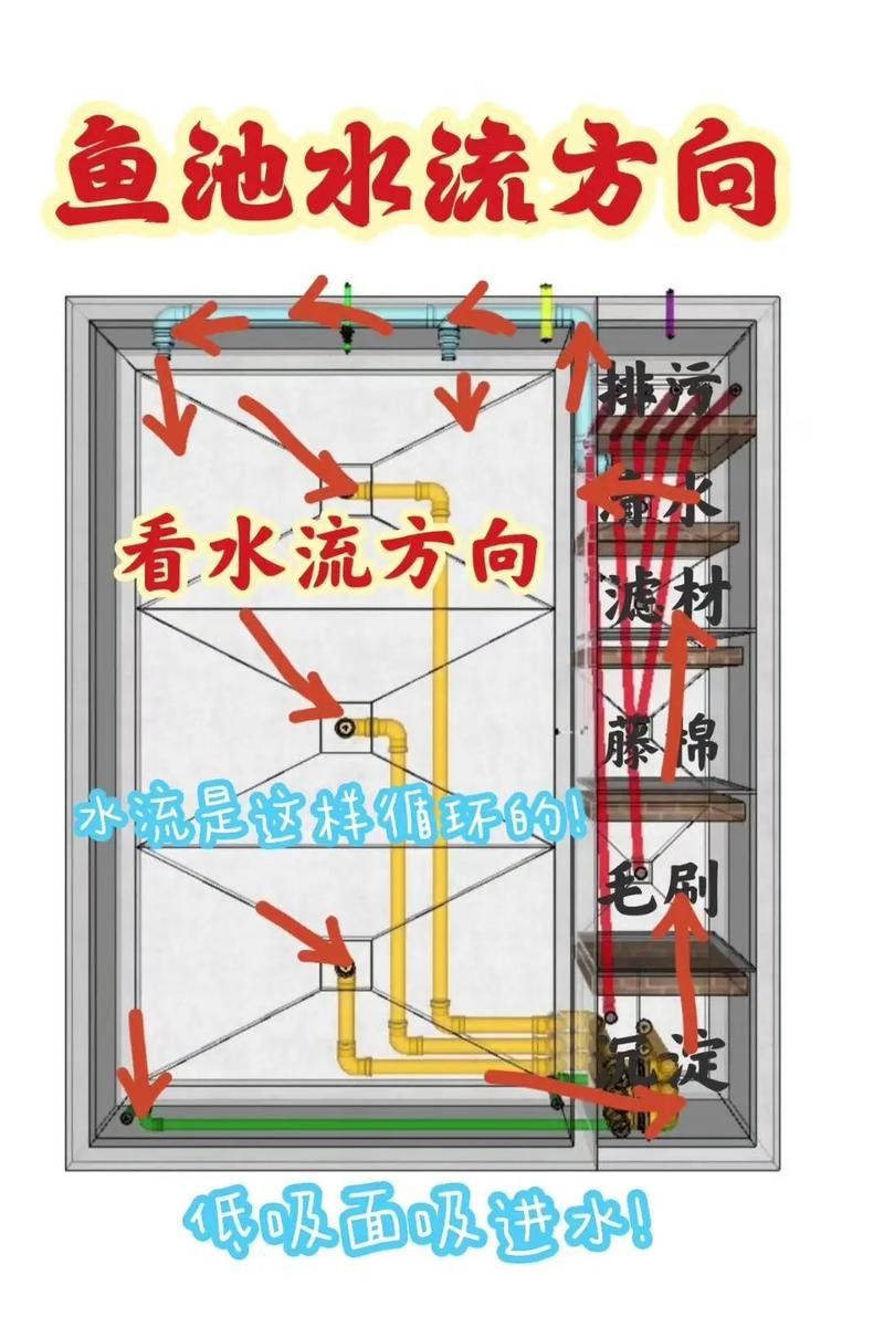 銀龍魚幼魚的飼養方法圖片