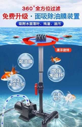 銀龍魚幼魚的飼養方法圖片