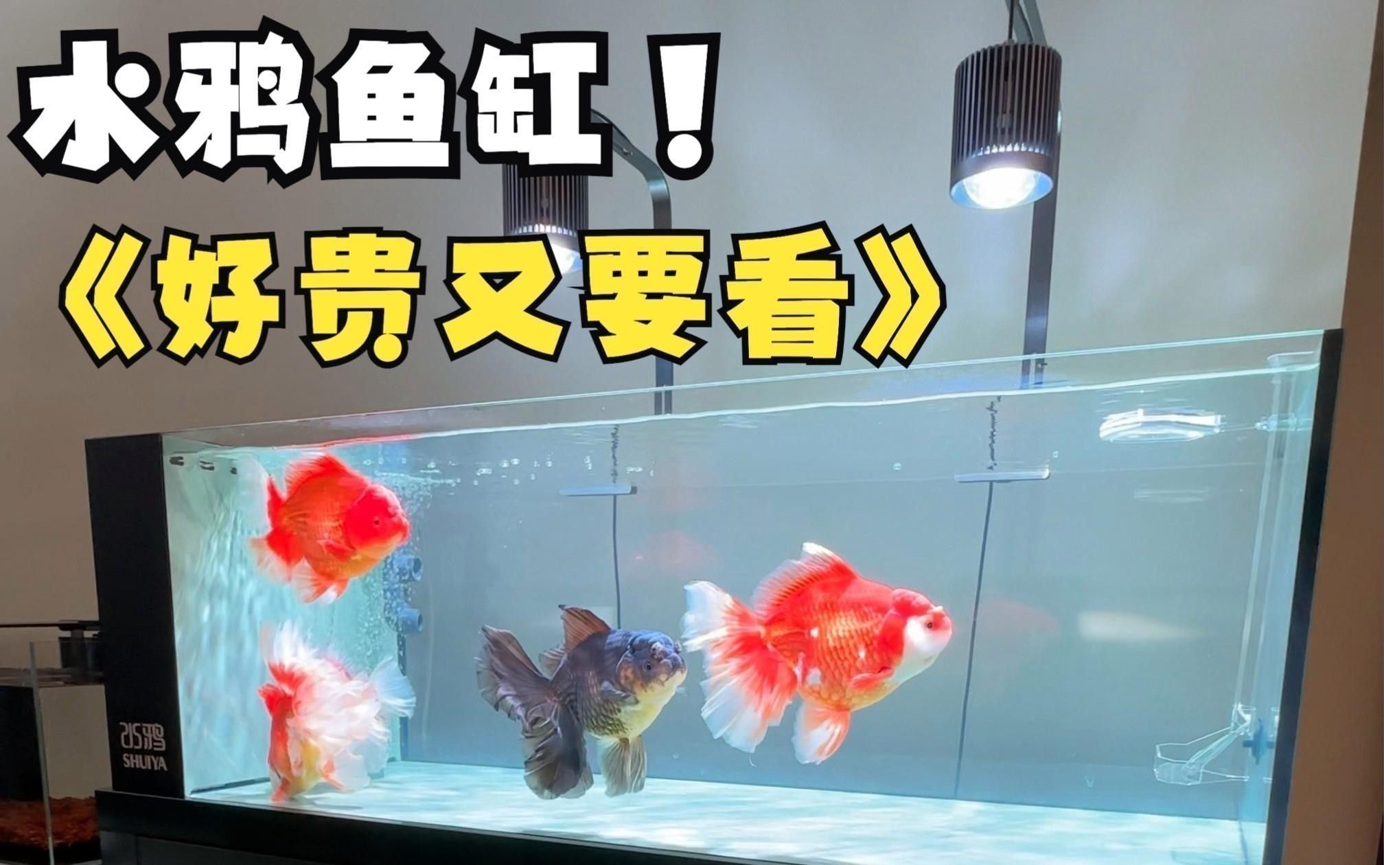 水鴉魚(yú)缸的用戶(hù)評(píng)價(jià)如何？