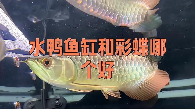 水鴉魚(yú)缸的用戶(hù)評(píng)價(jià)如何？