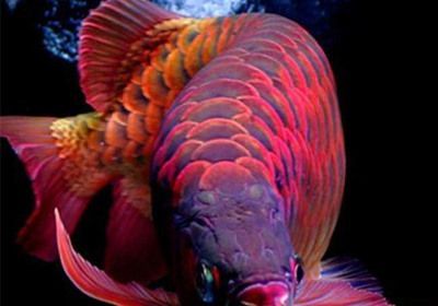 龍魚晚上用不用開一下燈光：龍魚在晚上不需要光照，晚上開燈可能會影響龍魚生長和休息