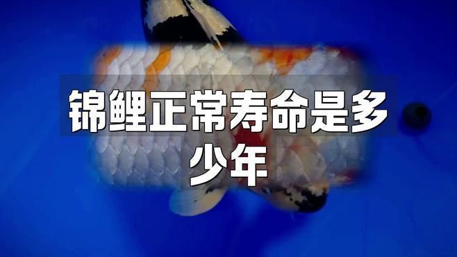 龍魚和錦鯉的壽命有多長？