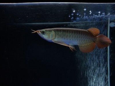 龍魚須子的作用（龍魚須子在不同的語境下具有不同的用途和功效）