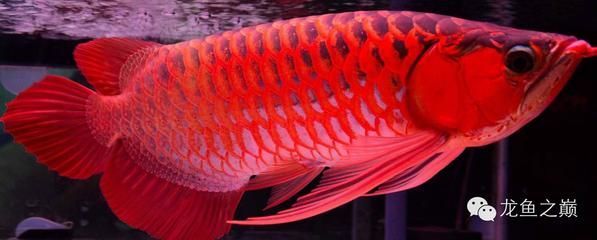 龍魚須子的作用（龍魚須子在不同的語境下具有不同的用途和功效）