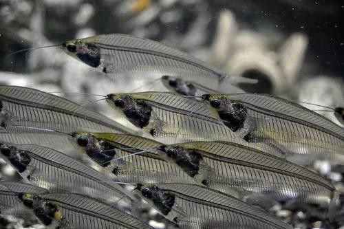 野生的龍魚生長在哪里圖片