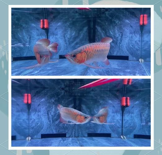 野生的龍魚生長在哪里圖片