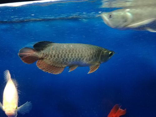野生的龍魚生長在哪里圖片