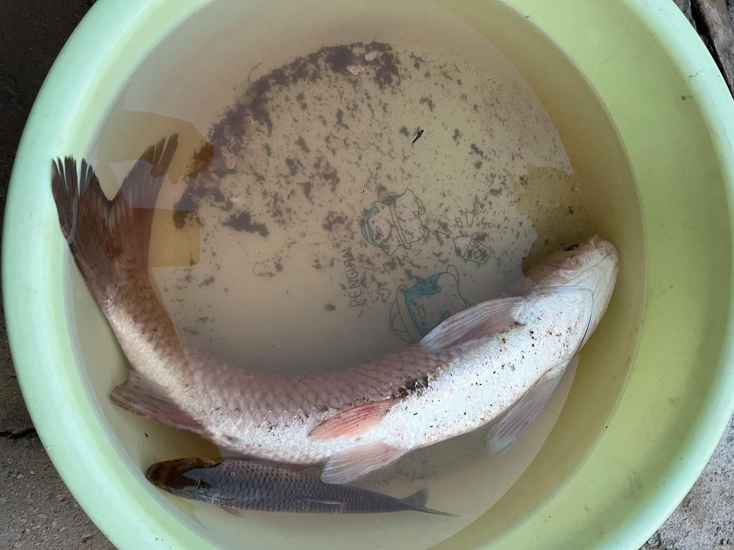 野生的龍魚生長在哪里圖片