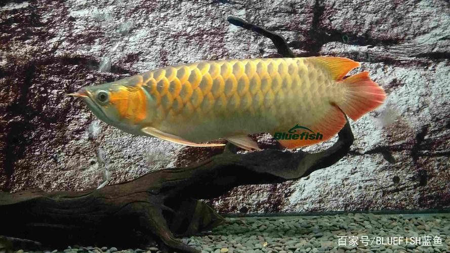 野生的龍魚生長在哪里圖片