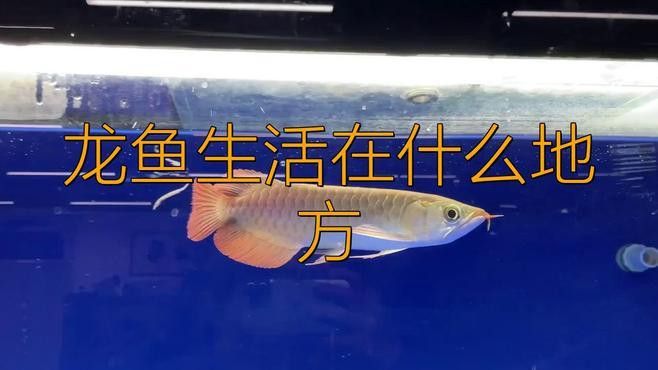 野生的龍魚生長在哪里圖片