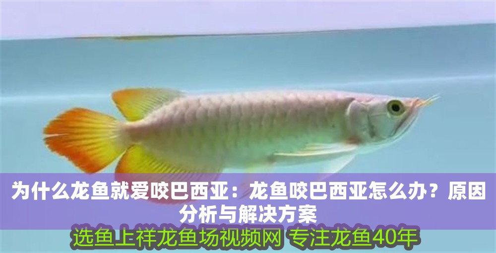 為什么龍魚就愛咬巴西亞：龍魚咬巴西亞怎么辦？原因分析與解決方案