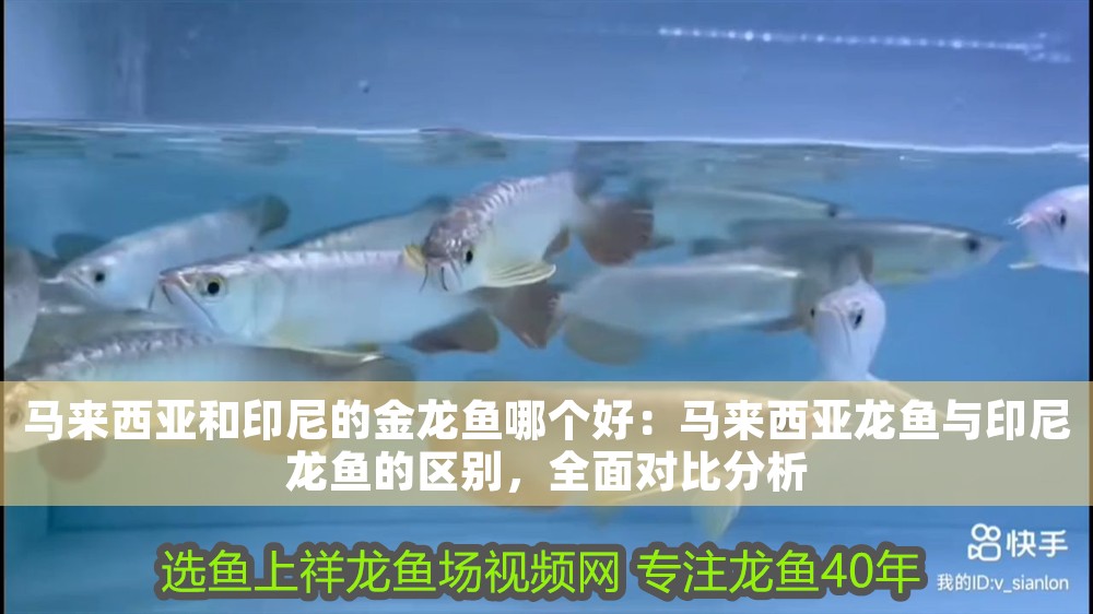 馬來西亞和印尼的金龍魚哪個好：馬來西亞龍魚與印尼龍魚的區別，全面對比分析