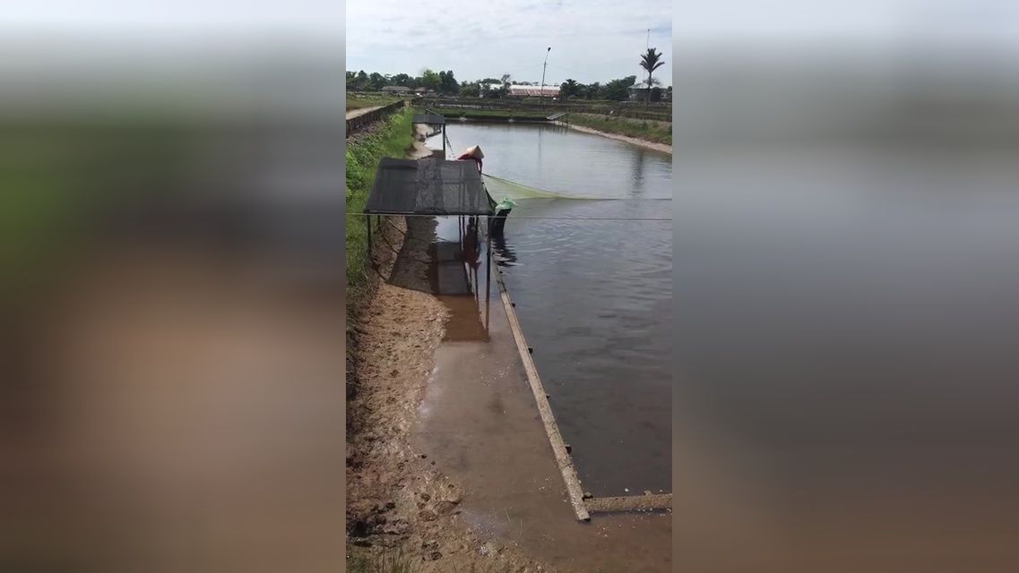 金龍魚養殖基地在哪里(中國金龍魚養殖基地) 龍魚百科 第4張 金龍魚養殖基地在哪里(中國金龍魚養殖基地) 金龍魚養殖基地在哪里(中國金龍魚養殖基地) 龍魚百科 第4張