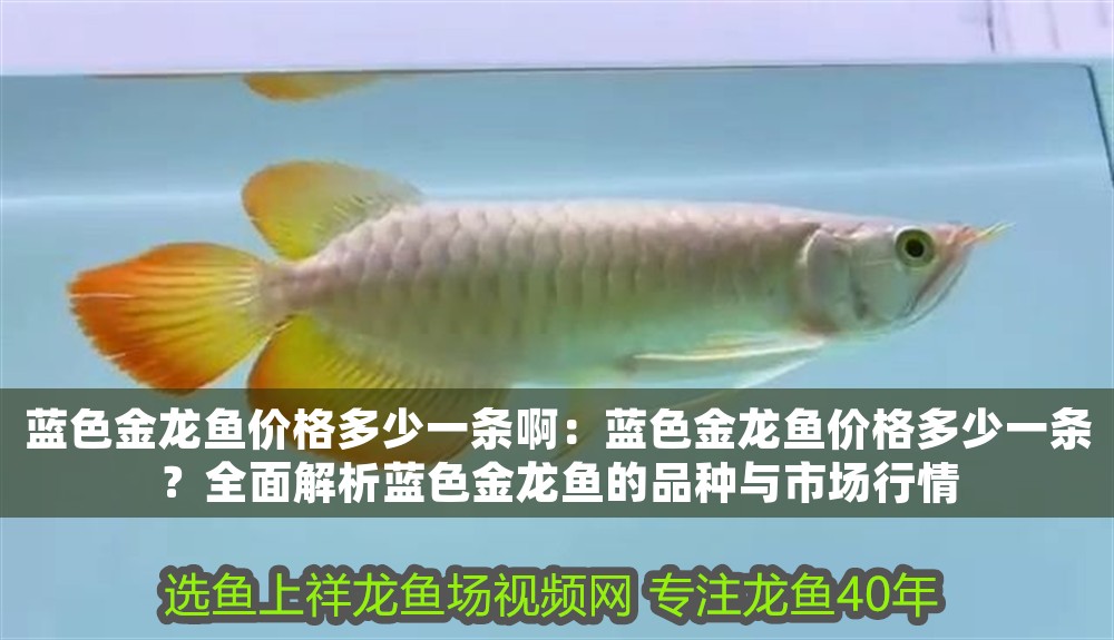 藍(lán)色金龍魚(yú)價(jià)格多少一條啊：藍(lán)色金龍魚(yú)價(jià)格多少一條？全面解析藍(lán)色金龍魚(yú)的品種與市場(chǎng)行情