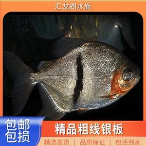 龍魚與水草共養需要哪些設備呢：龍魚與水草共養需要哪些設備