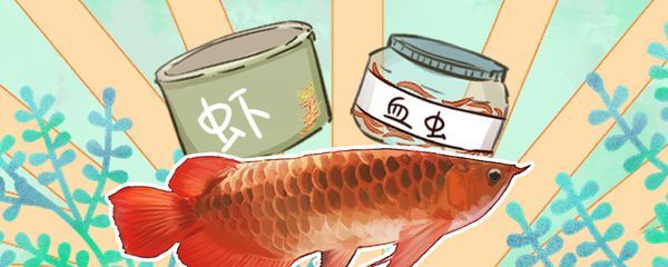 喂龍魚的蝦要去殼嗎：喂龍魚的蝦是否需要去殼