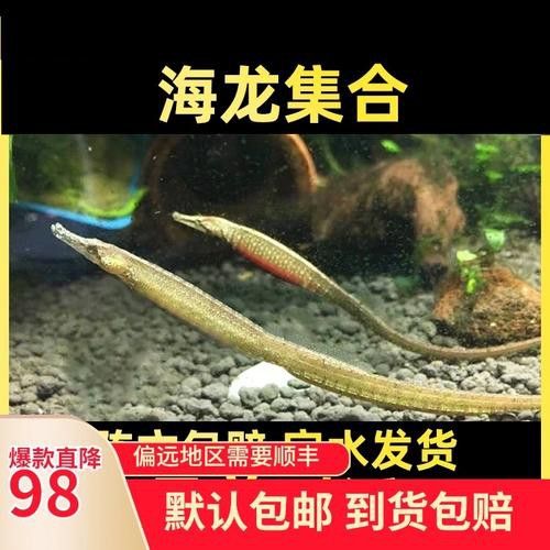 淡水海龍魚圖片大全高清視頻