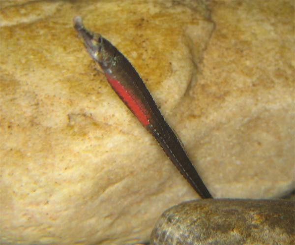 淡水海龍魚圖片大全高清視頻