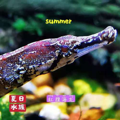 淡水海龍魚圖片大全高清視頻