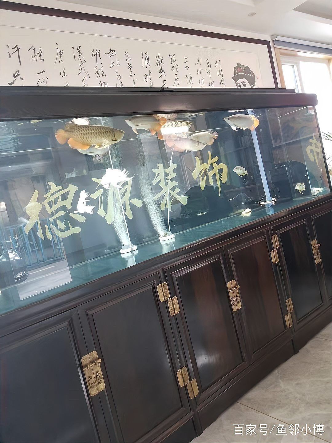 有哪些食物可以增強龍魚免疫力？