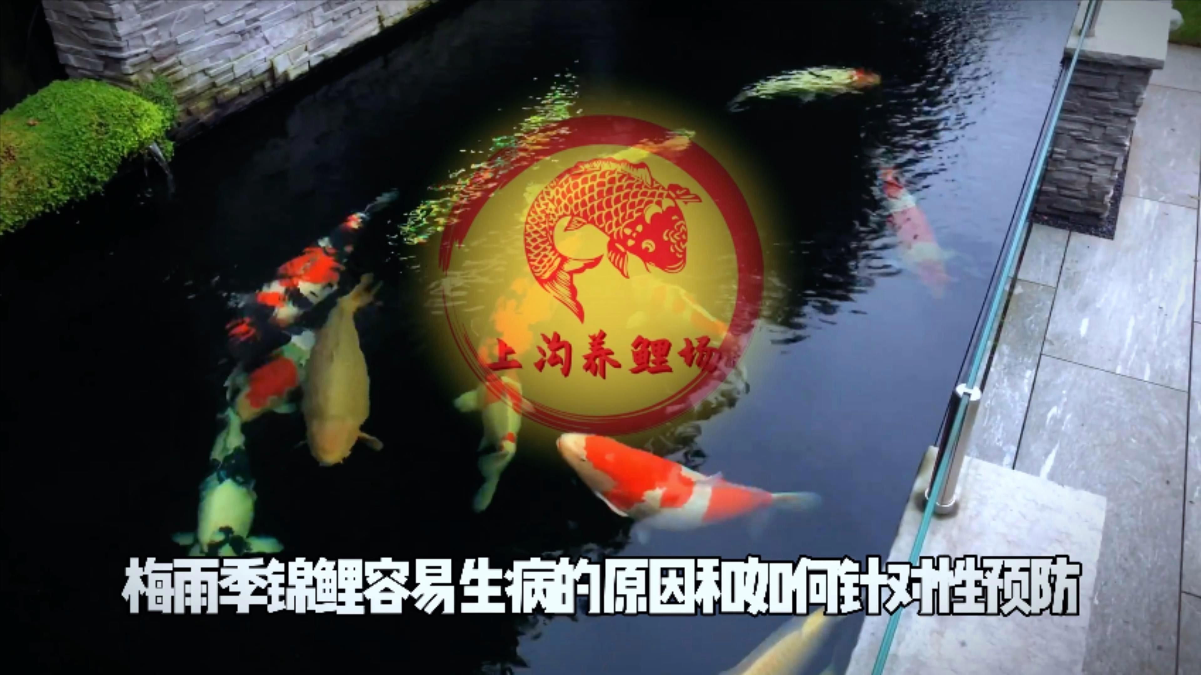 如何預防錦鯉魚鱗發紅充血？
