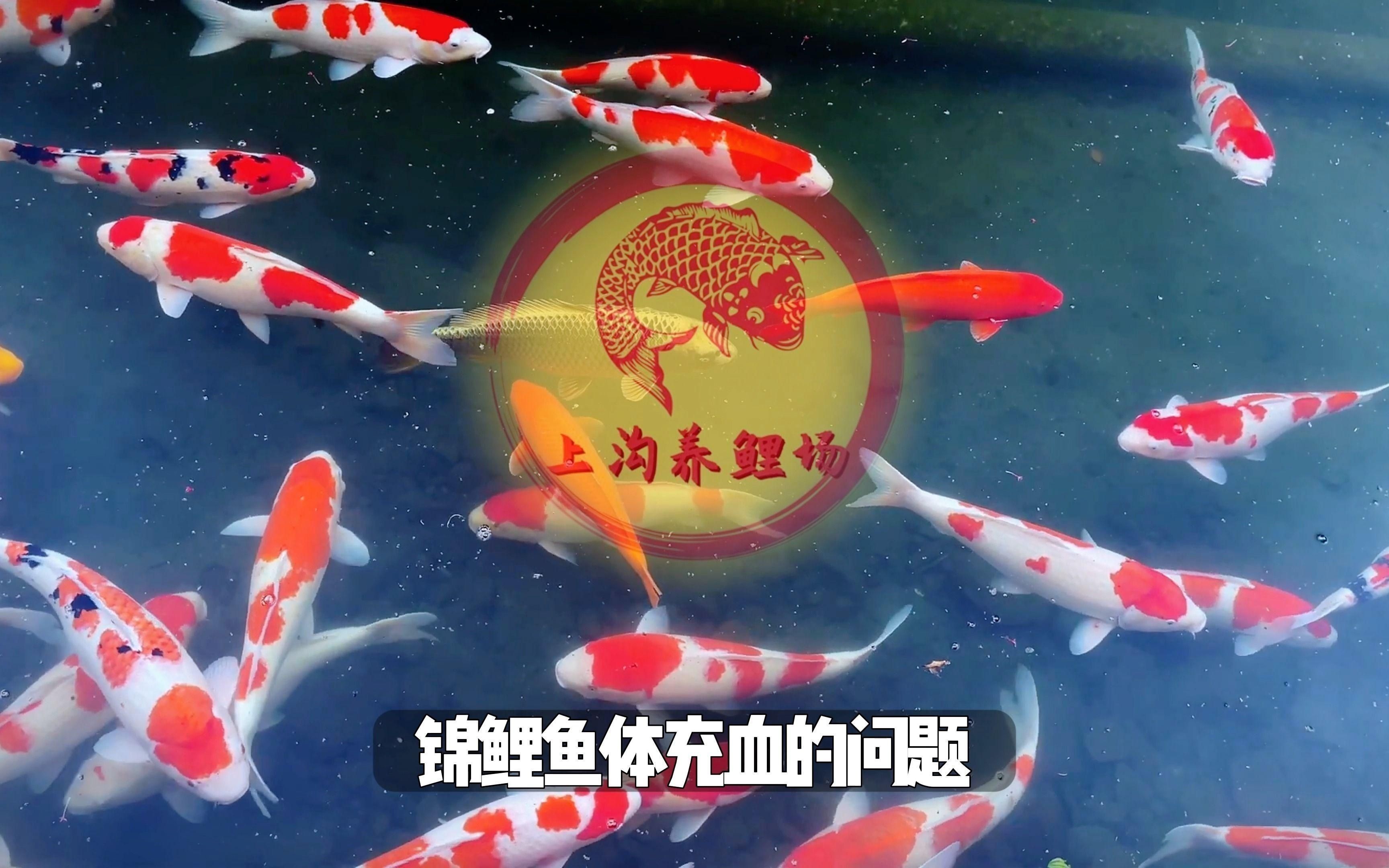 如何預防錦鯉魚鱗發紅充血？
