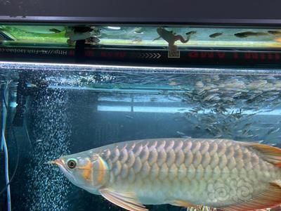 龍魚什么樣的狀態(tài)最高溫度：關(guān)于龍魚在最高溫度下的狀態(tài)的詳細(xì)信息