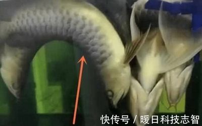 龍魚停電能堅持多久（龍魚停電后能堅持大約10個小時，但這個時間可能會因缺氧而死亡）