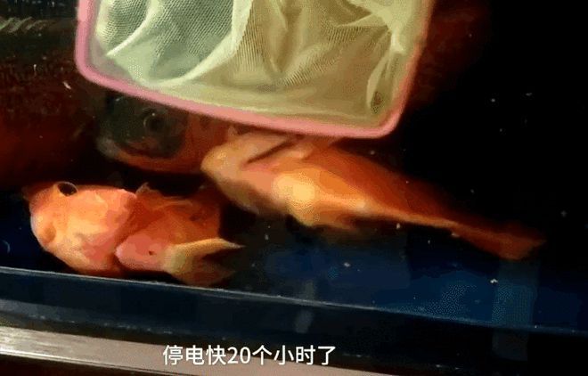 龍魚停電能堅持多久（龍魚停電后能堅持大約10個小時，但這個時間可能會因缺氧而死亡）