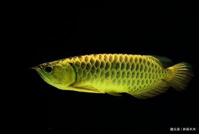 龍魚停電能堅持多久（龍魚停電后能堅持大約10個小時，但這個時間可能會因缺氧而死亡）