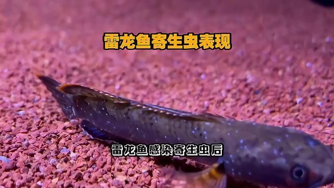 如何判斷鬼王雷龍是否健康