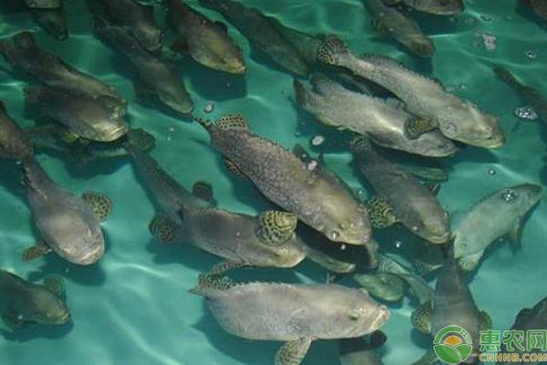 龍魚可以食用嗎：龍魚可以食用嗎？