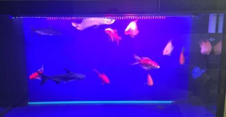 龍魚和鸚鵡混養用什么燈光？：龍魚和鸚鵡混養的注意事項
