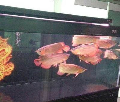 彩蝶埃及缸可以養(yǎng)龍魚(yú)嗎：彩蝶埃及缸養(yǎng)龍魚(yú)和埃及缸可以養(yǎng)龍魚(yú)嗎