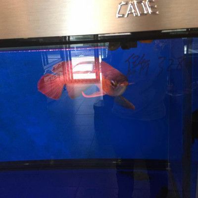 彩蝶埃及缸可以養(yǎng)龍魚(yú)嗎：彩蝶埃及缸養(yǎng)龍魚(yú)和埃及缸可以養(yǎng)龍魚(yú)嗎