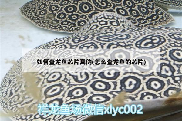 龍魚的證書芯片怎么分辨真?zhèn)危绾伪鎰e龍魚芯片封裝質(zhì)量