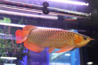 金龍魚分幾種類型的魚（金龍魚品種價格對比金龍魚生活習性介紹金龍魚生活習性介紹）