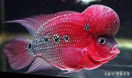 銀龍魚驚嚇會死嗎