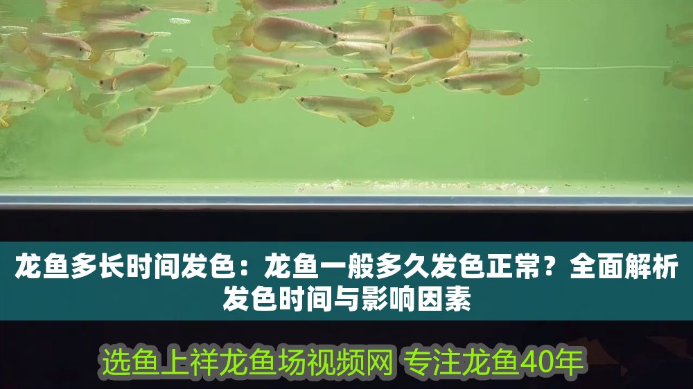 龍魚多長時間發色：龍魚一般多久發色正常？全面解析發色時間與影響因素
