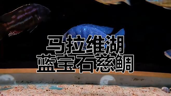 藍寶石金龍魚好養嗎怎么養
